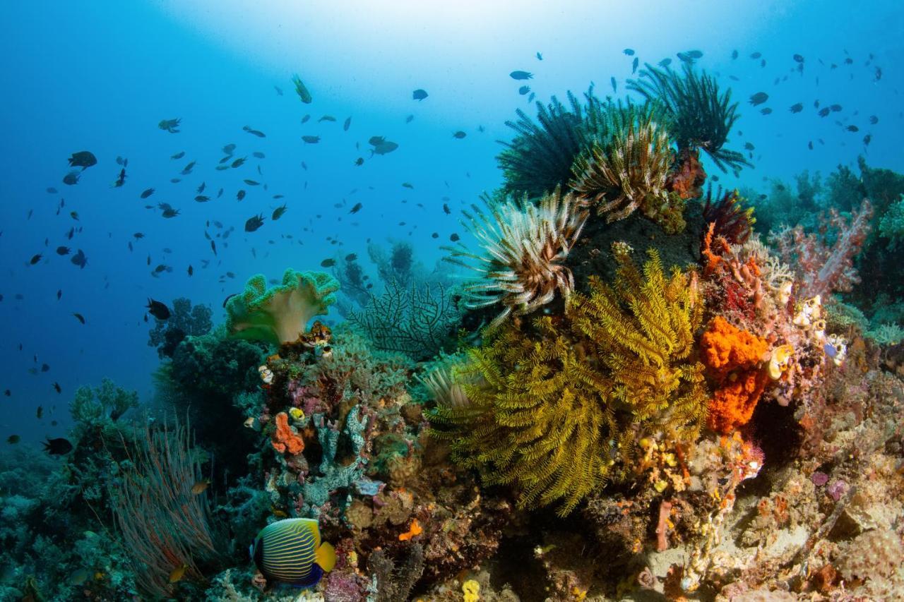 Metita Beach & Dive Resort Daruba المظهر الخارجي الصورة