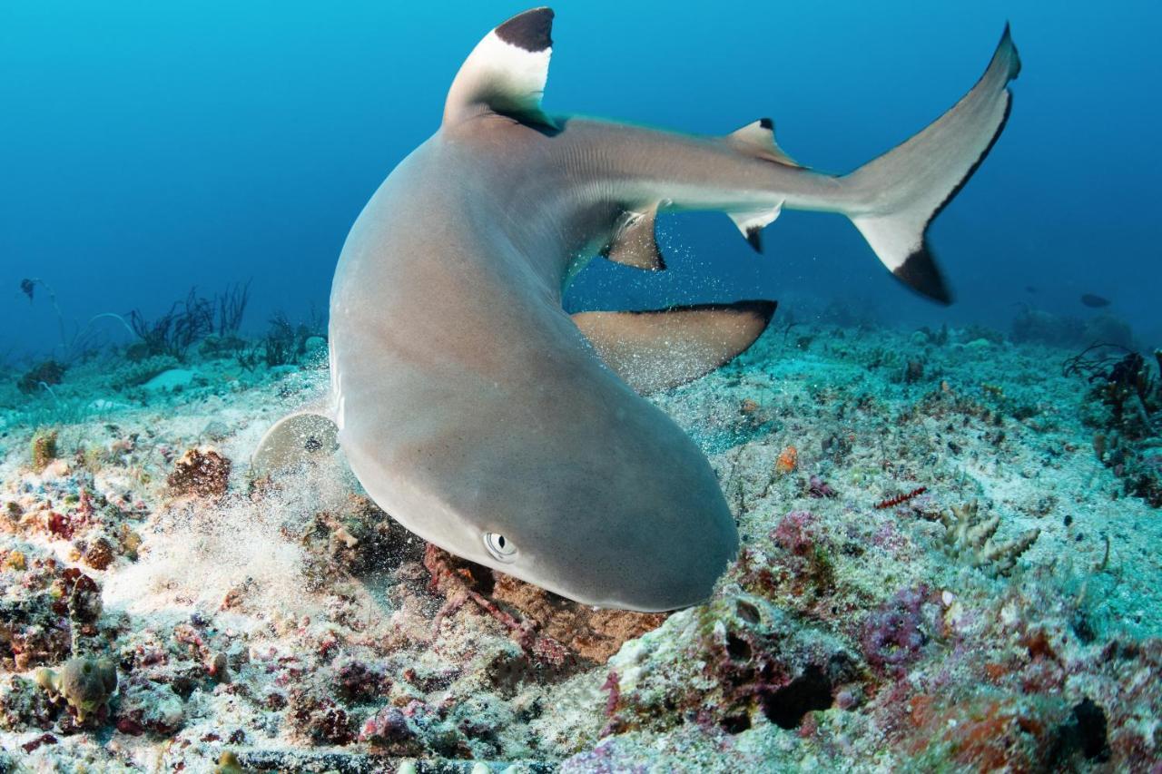Metita Beach & Dive Resort Daruba المظهر الخارجي الصورة