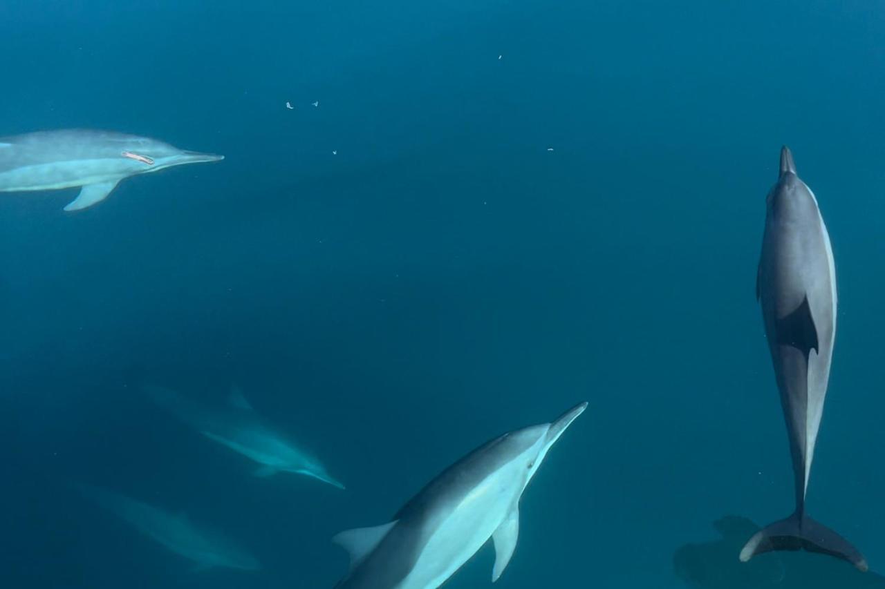 Metita Beach & Dive Resort Daruba المظهر الخارجي الصورة