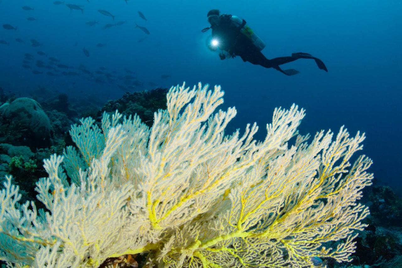 Metita Beach & Dive Resort Daruba المظهر الخارجي الصورة