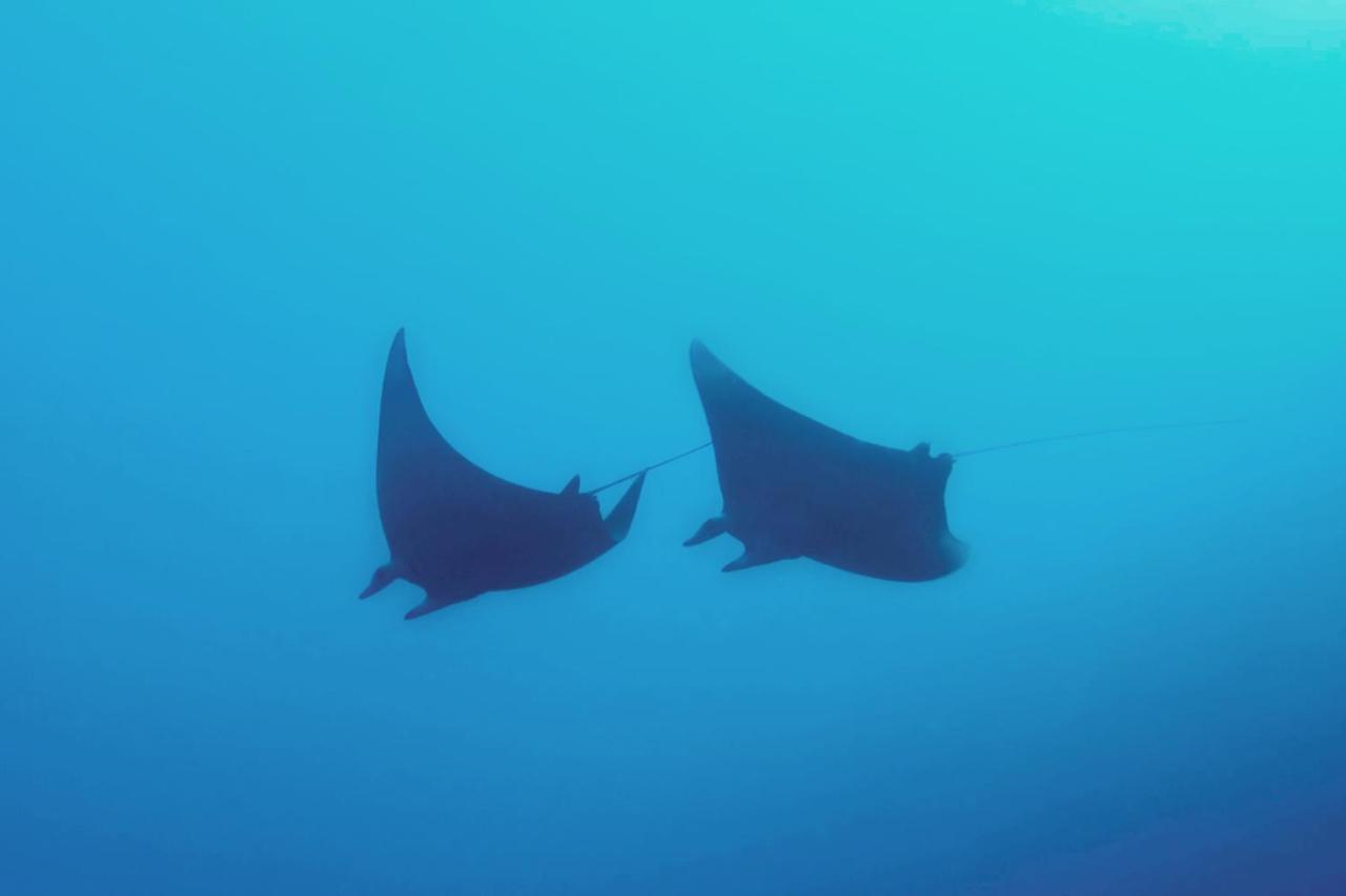 Metita Beach & Dive Resort Daruba المظهر الخارجي الصورة