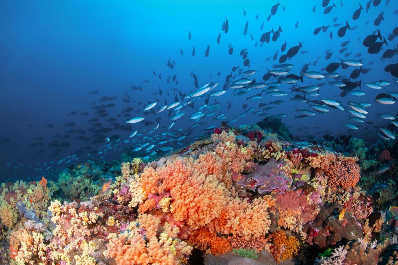 Metita Beach & Dive Resort Daruba المظهر الخارجي الصورة